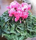 花由 大きくて華やか ボリュームたっぷり シクラメン6号 人気のピンク【12/15-17お届け】(生花 鉢植え 鉢花 花鉢）【フラワーギフト お歳暮 贈り物】