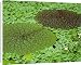 Canvas Prints of Fox nut (Euryale ferox) from Science Photo Library