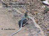 Heat-Induced Dementia.... Tales of Suspense