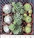 9 Misc Sempervivum Hens N Chicks 2" Pots