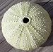 Green Sea Urchin -New England Sea Shell