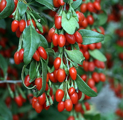 Sweet Lifeberry ® Goji Berry Plant - Lycium - The Super Fruit - 4 Sweet Lifeberry ® Goji Berry Plant - Lycium - The Super Fruit - 4