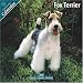 Fox Terrier 2010 Wall Calendar #10037-10