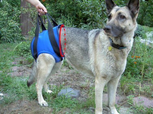 16NEO-H/XXL Julius K-9 Gehhilfegeschirr für Hinten – Größe XXL – Hundegeschirr für behinderte Hunde – K9