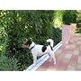 Familienwolf Astix. Abenteuer eines Jack Russell T&hellip von Marlis E. Hornig