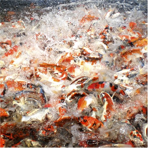 Cover image : 國魚錦鯉 [DVD]