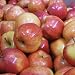 Gala Apple Tree