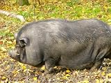 H�ngebauchschwein Mauspad (303)