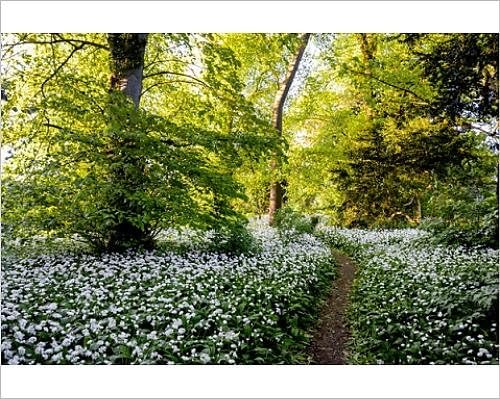 Photographic Print of Flowers in a woods near Badbury Hill, Oxford, Oxfordshire, England, United