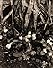 Paul Strand: The Garden at Orgeval