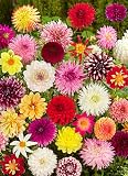 Garden Help 61fo X0Z%2B5L. SL160  Decorative Dahlia Sampler   8 Tubers