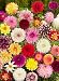 Decorative Dahlia Sampler - 8 Tubers