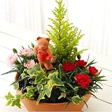 ≪母の日ギフト≫寄せ植え「マザーズガーデン」【お届けは5月8日～11日】/