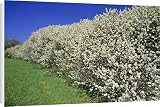 Canvas Prints of Blackthorn - hedge, flowering in April from Ardea Wildlife Pets