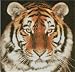 Tiger Head Complete Counted Cross Stitch Kit 10" x 9.5"