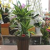 観葉植物 ドラセナ　レモンライム：ワーネッキ　7号かご付き
