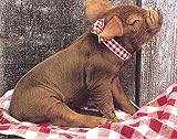 Duroc Pig,20 in. x 16 in.