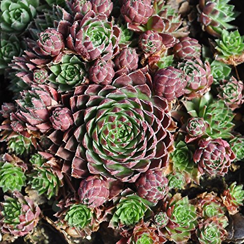 Miniature Fairy Garden Jovibarba Hirta, Borealis Red, Jovibarba