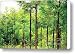 Japanese Cedar woods Canvas Print / Canvas Art - Artist Gaspar Avila