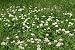 Clovers and White Weed Flowers - 24