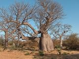 61ftafdZ2vL. SL160  6 TRUE ADANSONIA digitata Baobab Bottle Tree Seeds  Now back in stock  Great for BONSAI or Indoor Container House Plants