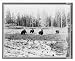 Historic Print (L): Bear at Lake Hotel
