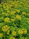Eigenschaften Dachstauden  / Sedum kamtschaticum, 54 Pflanzen