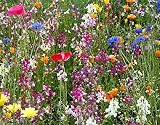 Amazon / Hirts: Seed; Wildflowers: Deer Resistant Wildflower Mix Seed - 1 Ounce