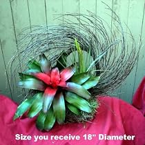 Living Air Plant Sunburst Bromeliad Wreath Planter