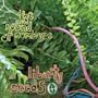 Liberty Seeds