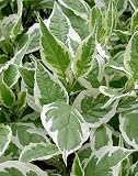 Amazon / Hirts: Perennials; Sun: Ivory Halo Tatarian Red Twig Dogwood - Very Hardy