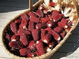 100 Strawberry Popcorn Seeds for Planting in the Small Garden