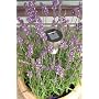 Solarlampe Solarleuchte Garten Lampe LED mit Erdsp&hellip von Lioncast