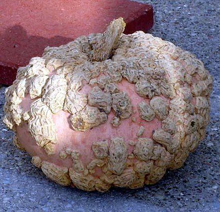 Bumpkin Pumpkin - Peanut Pumpkin 10 Seeds - Galeuse