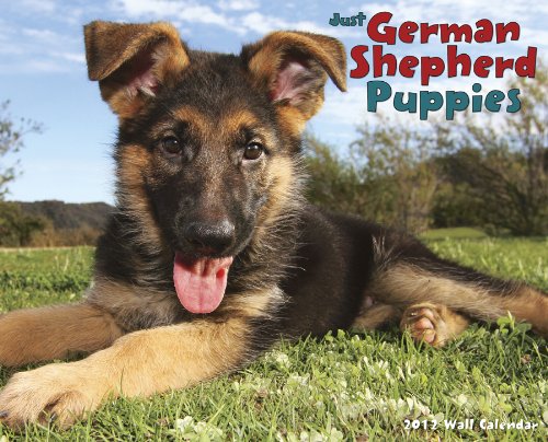 Just German Shepherd Puppies (Willow Creek))