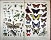 Hemiptera Bees Wasps Bugs Lepidoptera Butterflies
