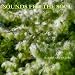 Sounds for the Soul 10: Harp and Nature
