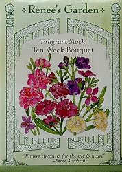 Stock Ten Week Fragrant Bouquet Seeds 320 Seeds