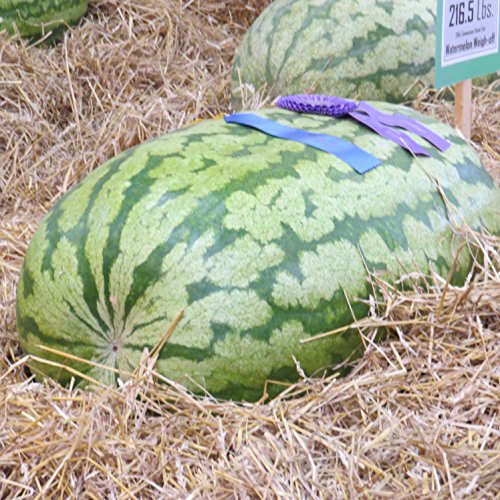 *GIANT CAROLINA CROSS WATERMELON*10 SEEDS*TASTY*#1162 *GIANT CAROLINA CROSS WATERMELON*10 SEEDS*TASTY*#1162