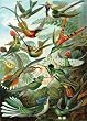 Haeckel Hummingbirds Wooden Jigsaw Puzzle