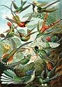 Haeckel Hummingbirds Wooden Jigsaw Puzzle