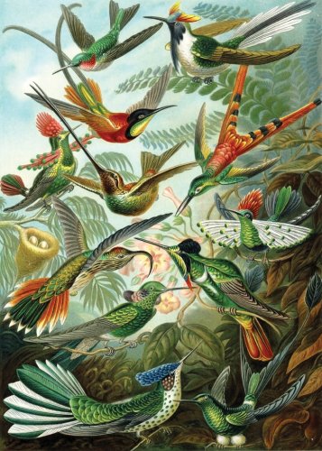 Haeckel Hummingbirds Wooden Jigsaw Puzzle