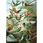 Haeckel Hummingbirds Wooden Jigsaw Puzzle