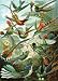 Haeckel Hummingbirds Wooden Jigsaw Puzzle