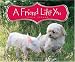 Search : A Friend Like You