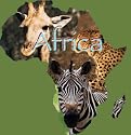 Kaffeeplantage in Afrika