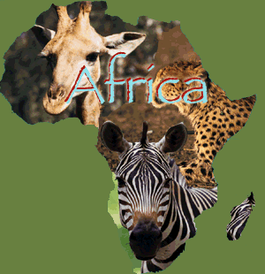 Kaffeeplantage in Afrika
