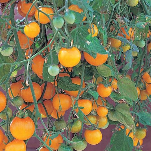 Tumbling Tom Yellow Cherry Tomato - 4 Plants Tumbling Tom Yellow Cherry Tomato - 4 Plants