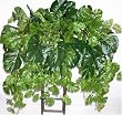 Deluxe Split Leaf Philodendron Shelf Plant