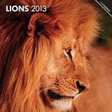 Lions 2013 Square 12X12 Wall Calendar